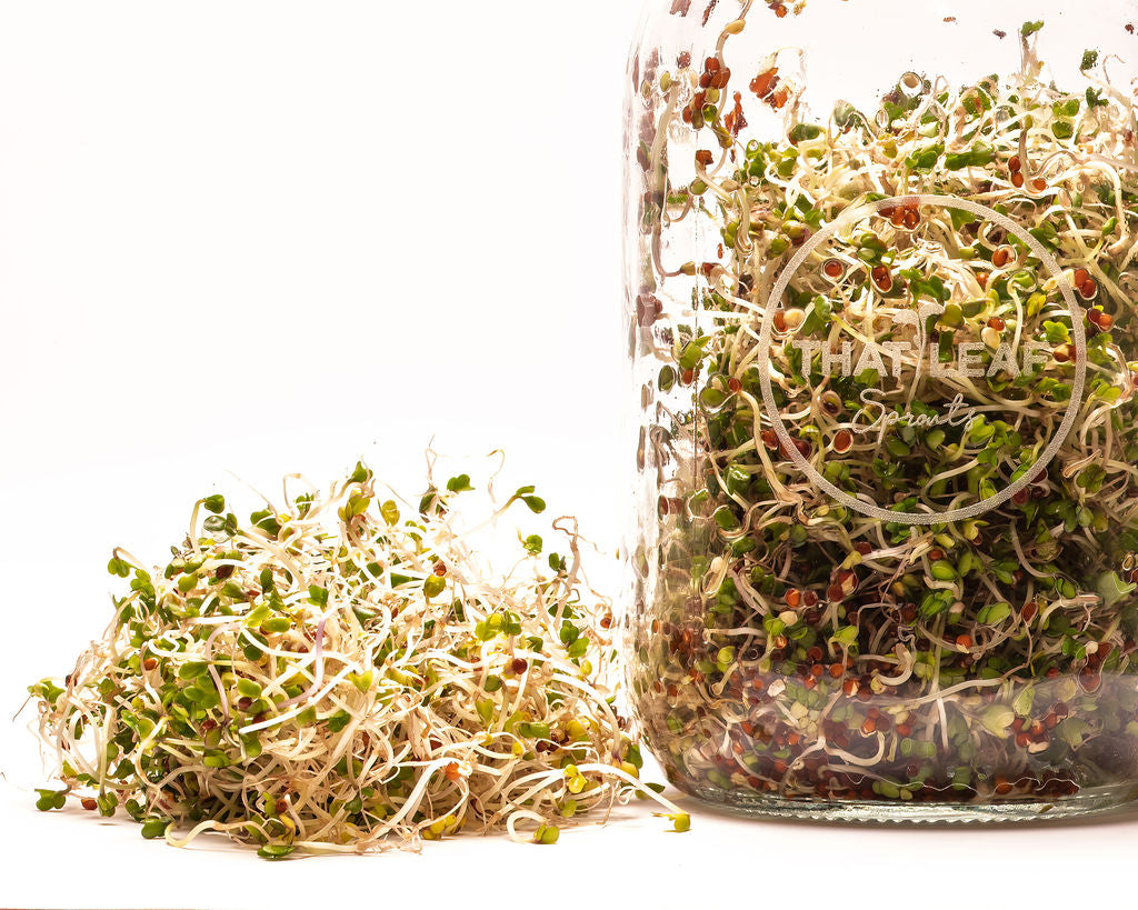 Broccoli, Pea and Pink Radish Seed Subscription