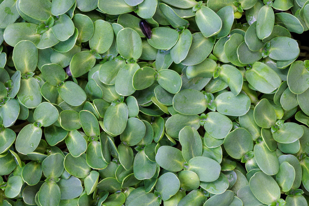 Wholesale Microgreens
