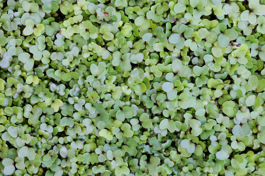 Fresh Microgreens | Local Pickup