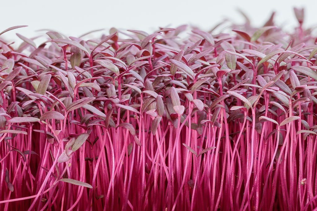 Wholesale Microgreens