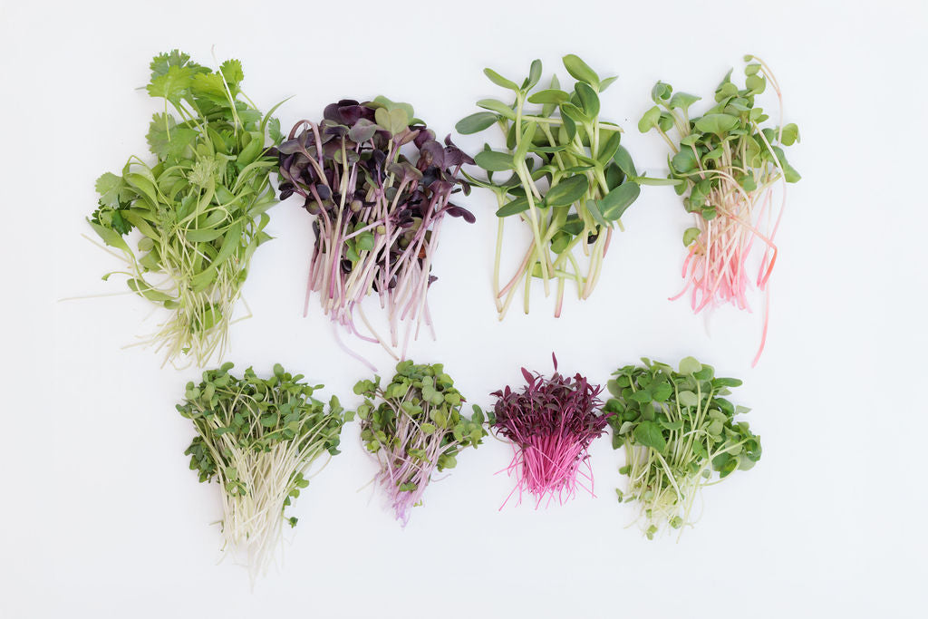 Wholesale Microgreens