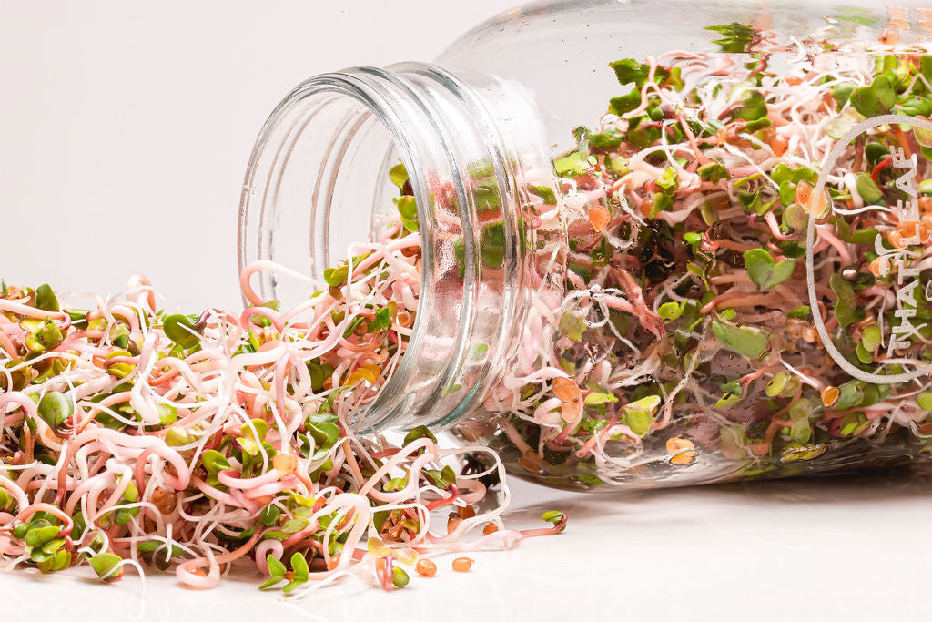 Broccoli, Pea and Pink Radish Seed Subscription