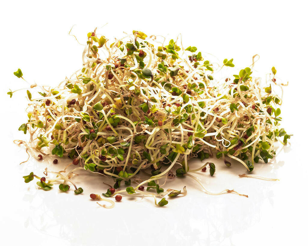 Sprouting Jar Kit Duo | 2 Glass Sprouting Jars + Seeds