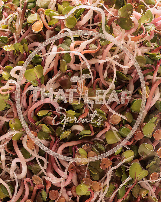 Pink Radish Seeds for Sprouting & Microgreens 100g