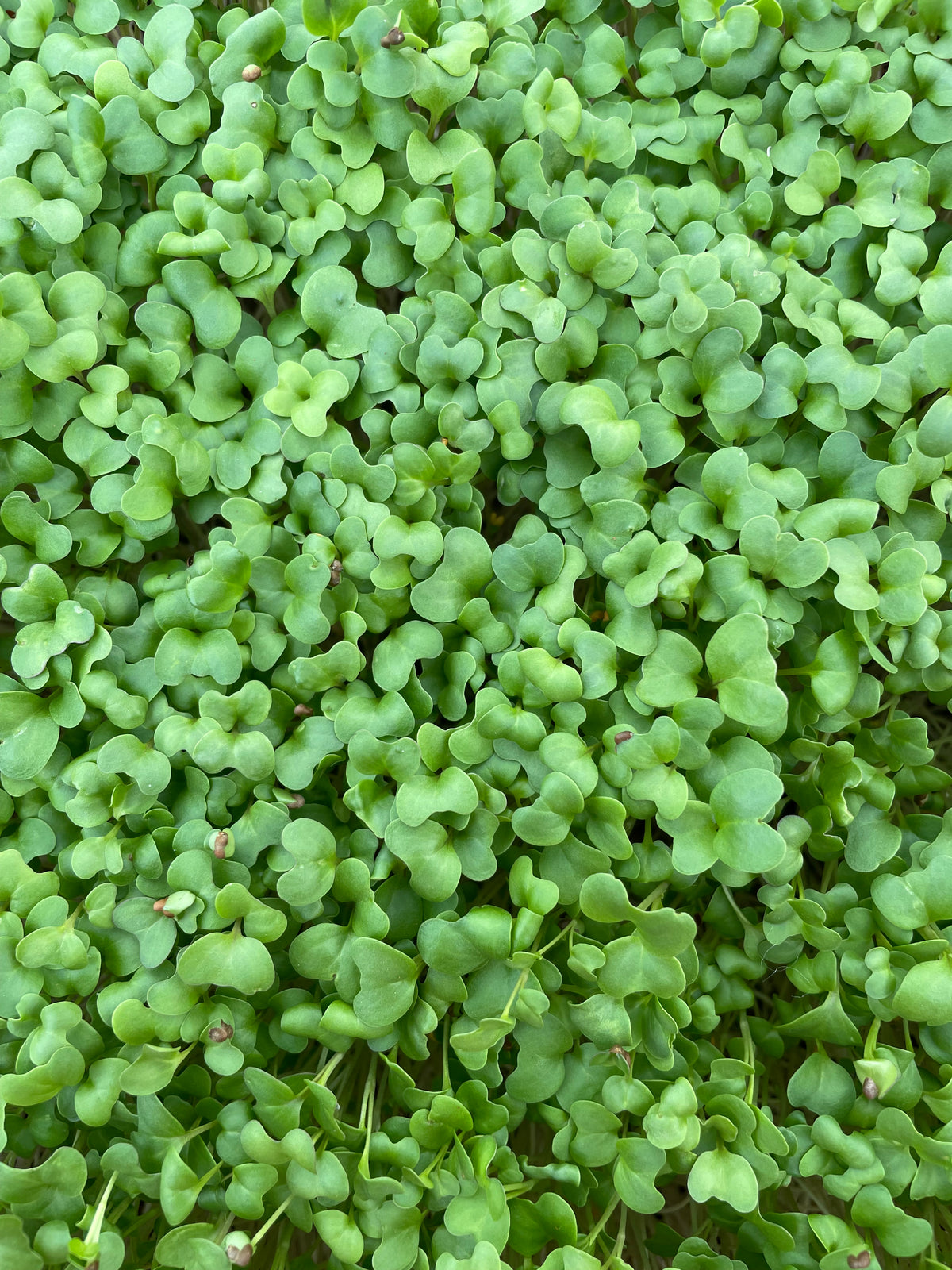 Broccoli Sprouting Seeds 90g
