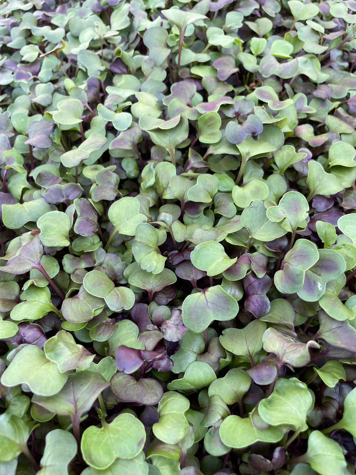 Fresh Microgreens | Local Pickup