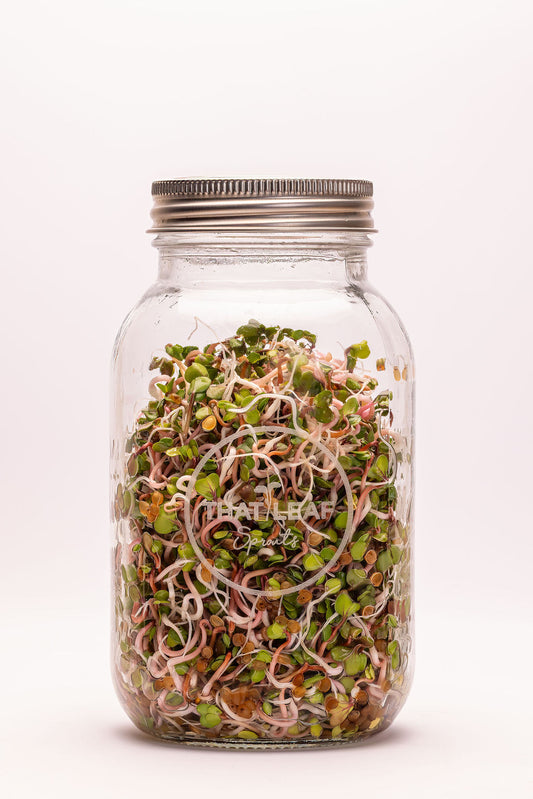 Pink Radish Seeds for Sprouting & Microgreens 100g