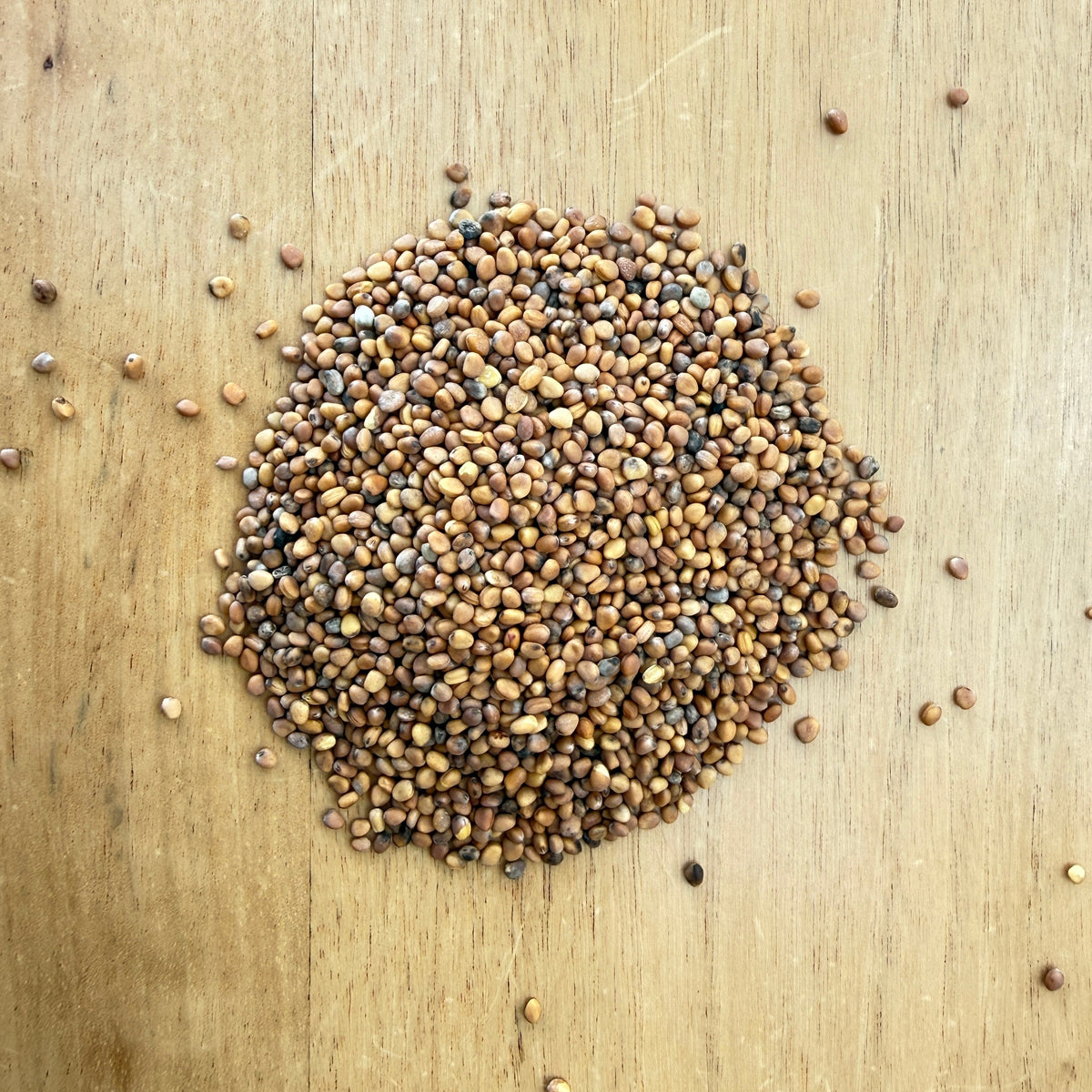 Pink Radish Seeds for Sprouting & Microgreens 100g