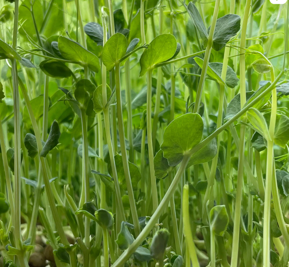 Pea Seeds for Sprouting & Microgreens 200g