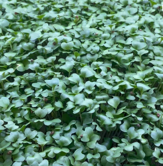 Broccoli Sprouting Seeds 90g