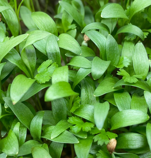 Wholesale Microgreens