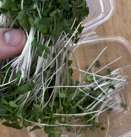 Broccoli Sprouting Seeds 90g